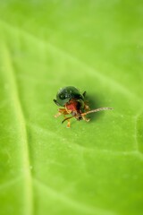 little beetle Crepidodera aurata head detail