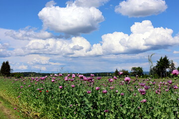 Blühendes Schlafmohnfeld im Kaiserstuhl