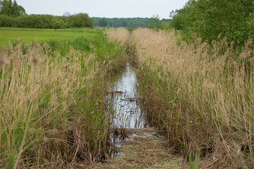 Polder and water with green meadow in summer