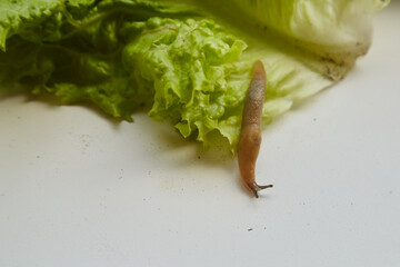 Slug on green leaf on white background .close-up