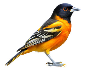 Fototapeta premium A Baltimore oriole with striking orange and black plumage, perched gracefully. The bird's vibrant colors and intricate feather details are highlighted against a transparent background