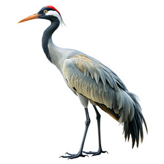 Obraz premium A tall crane with elegant gray and white feathers stands gracefully. The bird's long legs and distinctive red markings on its head stand out against the dark background. transparent background