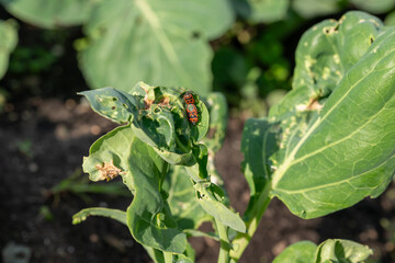 Cauliflower leaves damaged by the Pyrrhocoris apterus beetle in a garden bed. Plant diseases