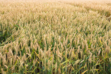 Wheat crops in a field on a sunny summer day
