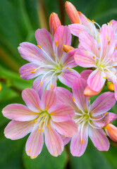 Blooming flowers with dew flowers and green leaves，Lewisia cotyledon - lewisia elise