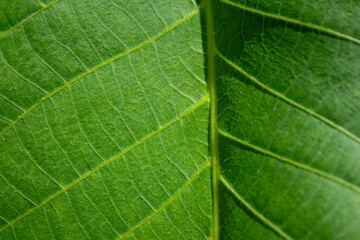 Texture of a walnut tree leaf, green background