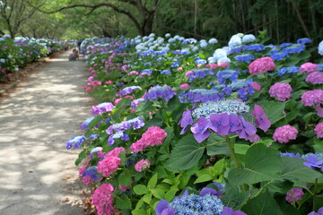 のいちあじさい街道　いろとりどりのアジサイ　（高知県　香南市）