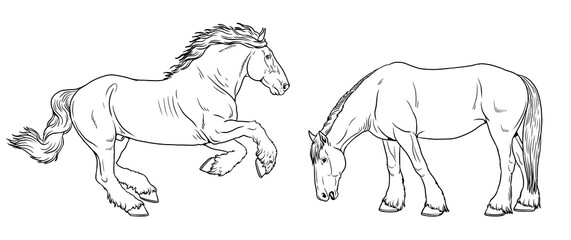 Illustration of the draft horse - Shire Horse. Silhouette of heavy horses. 