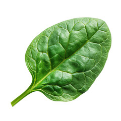 Fresh green spinach leaf isolated on a white background, perfect for healthy eating, nutrition, vegetarian and vegan concepts.