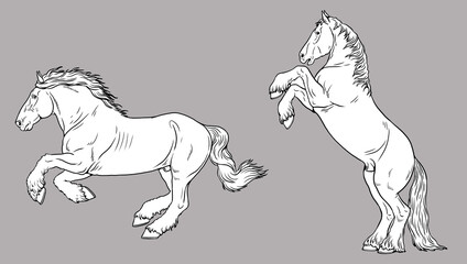 Illustration of the draft horse - Shire Horse. Silhouette of galloping heavy horses.	