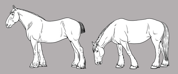 Illustration of the draft horse - Shire Horse. Silhouette of heavy horses.	