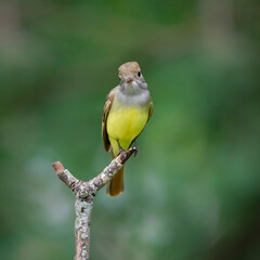 Great crested flycatcher on lone branch with green background