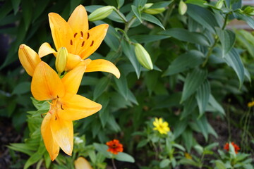 The flowers in the park are beautiful.