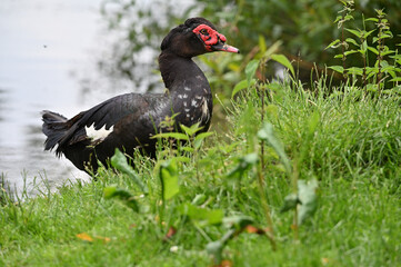 Muscovy duck adult males animals birds
