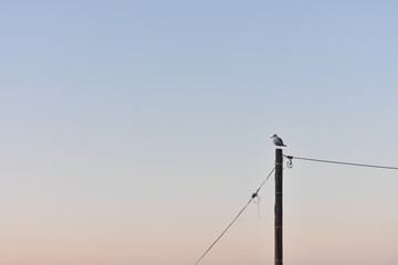 獲物を狙うカモメ