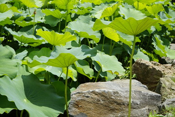 A landscape with green leaves and fruits.