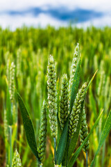 Ears of wheat in a cultivated field in spring, triticum