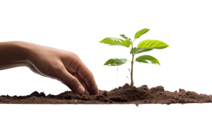 Photograph of a hand gently watering a young tree, its roots firmly anchored in healthy soil, symbolizing the human-nature connection in nurturing sustainable agriculture, 