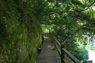 Obraz premium the wooden path in the green forest on the edge of green water in Nanjing