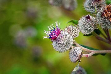 Arctium lappa, commonly called greater burdock. Burdock inflorescence. Eurasian species of plants in the family Asteraceae. Prickly heads of burdock flowers. Medicinal plant. Edible burdock