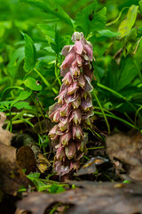 In the spring, Lathraea squamaria grows in the wild in the wild