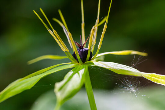 Paris quadrifolia in bloom. It is commonly known as herb Paris or true lover's knot