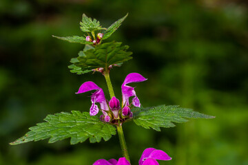 Pink flowers of spotted dead-nettle Lamium maculatum. Medicinal plants in the garden