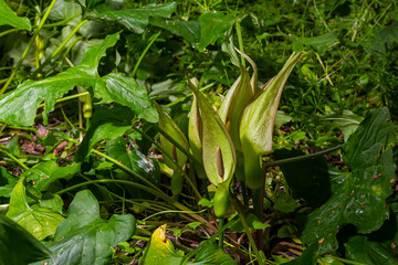 Obraz premium Cuckoopint or Arum maculatum arrow shaped leaf, woodland poisonous plant in family Araceae. arrow shaped leaves. Other names are nakeshead, adder's root, arum, wild arum, arum lily, lords-and-ladies