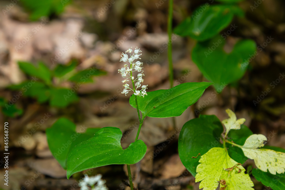 Wall mural maianthemum bifolium or false lily of the valley or may lily is often a localized common rhizomatous