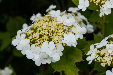 Viburnum flower in bloom. Beautiful macro shot of white flower clusters of ornamental plant