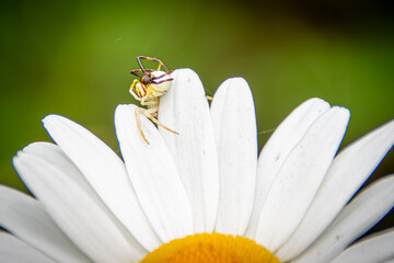 spiders mating on a daisy