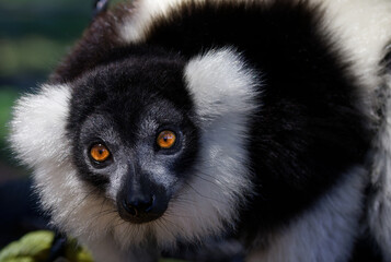 Fototapeta premium Black and White Ruffed Lemur Close-up