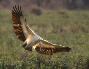 Wood Stork Landing with Wings Spread
