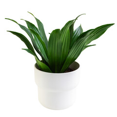Decorative Dracaena Fragrans plant in a white pot, isolated on transparent background.