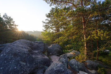 Forest path in the 25 bumps circuit. Fontainebleau forest
