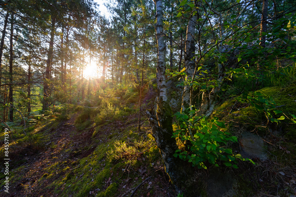 Canvas Prints forest path in the 25 bumps circuit. fontainebleau forest