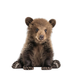 Obraz premium Brown bear cub sitting up on all fours with a curious expression on its face