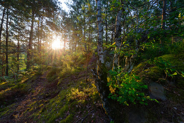 Obraz premium Forest path in the 25 bumps circuit. Fontainebleau forest