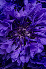 the core with the pistil and stamens of a bright blue-violet cornflower flower close up