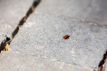 Solitary Ladybug on a Stone Path in Sunlight, Close-Up of Red Beetle on Pavement, Nature and Outdoors Concept