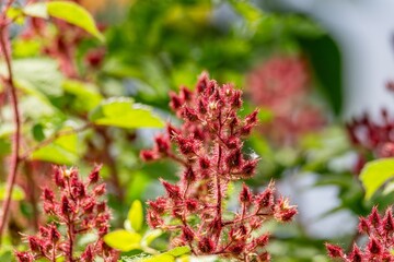 close up of a red flower