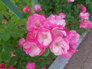 Image of laurel flowers blooming on the Daecheongcheon trail