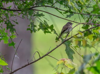 bird on a branch