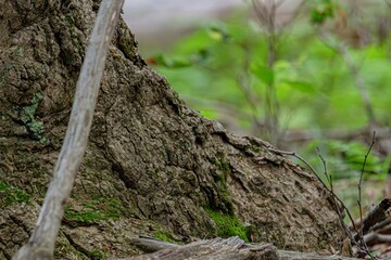 stump with moss