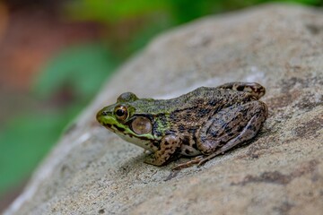 frog on a leaf