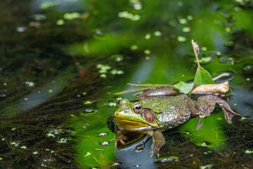 frog in the pond