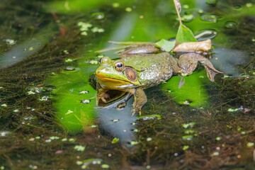 frog in water