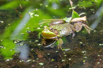 frog in the pond