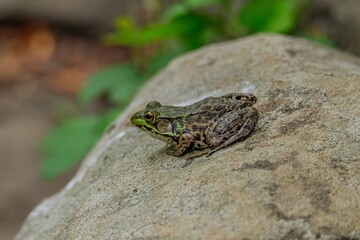 frog on a leaf