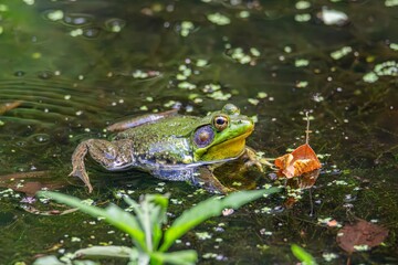 frog in the pond